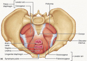 Pelvic floor muscle training